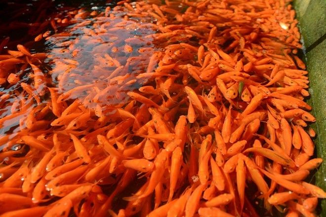 Để đảm bảo cá không bị ngạt, chết, trước khi chuyển đi xa hàng trăm km, chủ đầm nuôi ép trong bể xi măng bơm khí ô xi để tăng sức dẻo dai, thích nghi với môi trường mới.