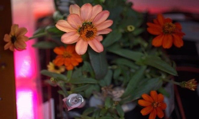 phihanhgiachupanhTPHCM (7)