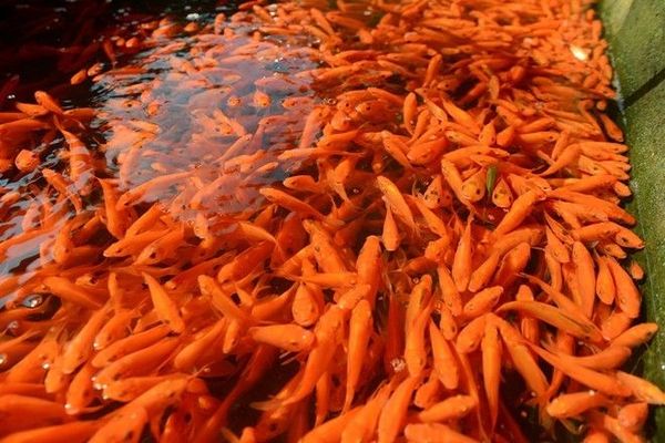 Để đảm bảo cá không bị ngạt, chết, trước khi chuyển đi xa hàng trăm km, chủ đầm nuôi ép trong bể xi măng bơm khí ô xi để tăng sức dẻo dai, thích nghi với môi trường mới.