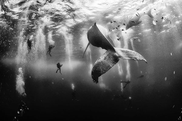 1whale
