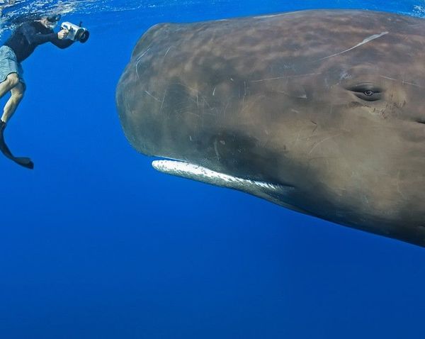 8whale