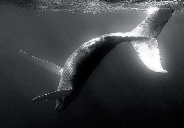 9whale