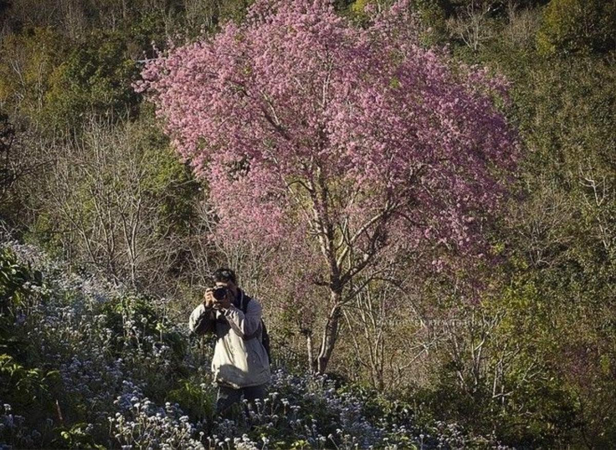 Khi đất trời giao mùa, độ giữa tháng 1 mai anh đào bung nở báo hiệu mùa xuân đang về.